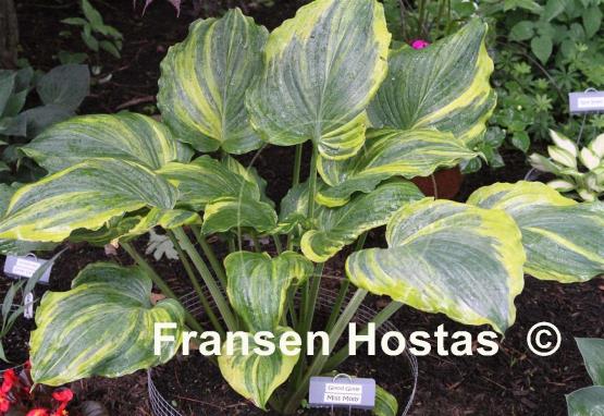 Hosta Good Golly Miss Molly